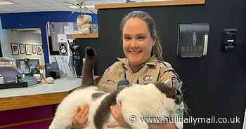 Huge cat the same weight as a five-year-old boy finds home after going viral online