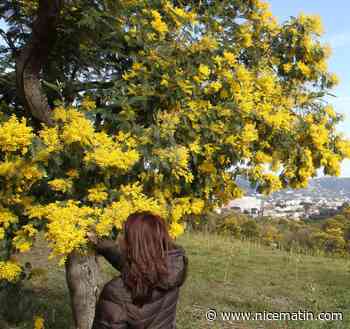 Le fameux mimosa de la Croix des Gardes à Cannes devient parfum de prestige pour la Maison Lautier