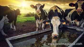 Managing price risk for cow-calf producers