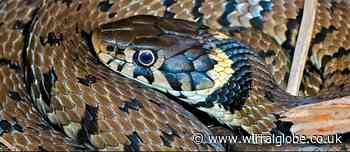 Ellesmere Port: Grass snakes spotted in Rossmore Fields