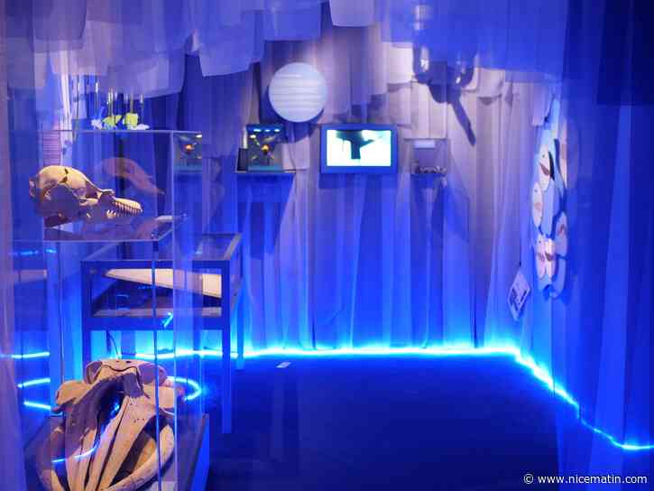 On a visité la nouvelle expo du muséum du Var à Toulon sur les cétacés et voici ce qu'on en pense