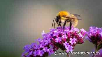 Wirtschaft fliegt auf Wildbienen