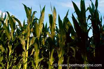 Updated Sustainability Impact Report now includes animal feed