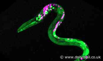 Worms like to snack on their favourite food when exposed to cannabis, study reveals