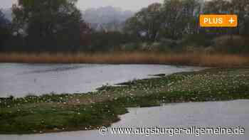 Schon 500 Möwen verendet: Vogelgrippe ist "Katastrophe" für den Plessenteich