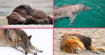 Here's What Your Sleep Cycle Says About You     - CNET