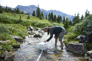 Alberta judge fines B.C. man $6,000 for catching trout in Banff national park
