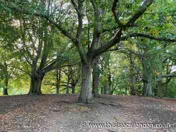 Met Police officer denies Hampstead Heath indecency charge