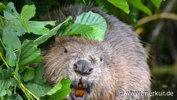 Zerstörter Biberdamm in Palsweis: Bund Naturschutz setzt  500 Euro Belohnung aus
