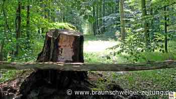 Aufatmen – das sagt Vechelder Gemeinderat zum Friedwald