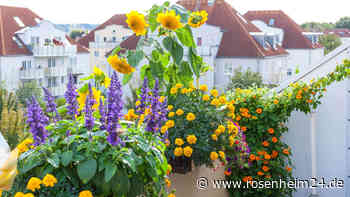 Blumenkästen am Balkon anbringen – was Sie als Mieter wissen sollten