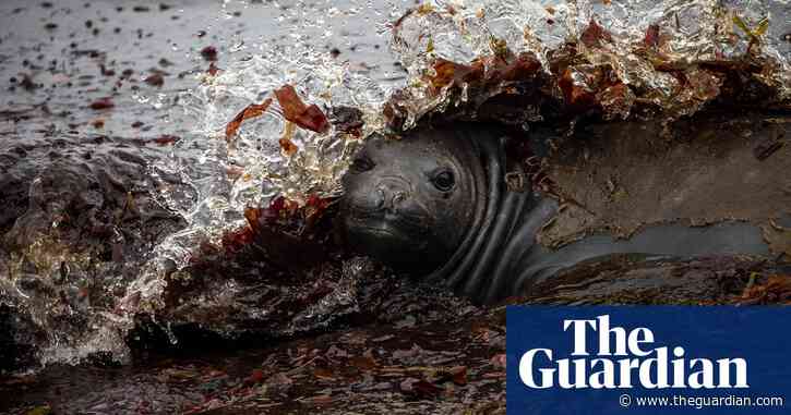 Elephant seals sleep for just two hours a day, deep dive research reveals