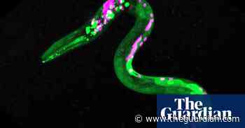 Worms crave junk food after consuming cannabis, study suggests