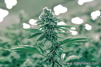 First Nations group calls for changes to Cannabis Act