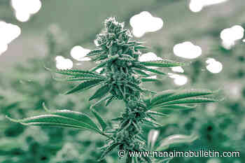 First Nations group calls for changes to Cannabis Act