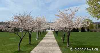 Cherry blossom trees set to bloom across Hamilton, Burlington and Niagara Region
