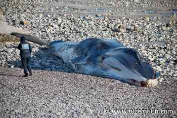 Deux rorquals échoués en deux jours en Seine-Maritime