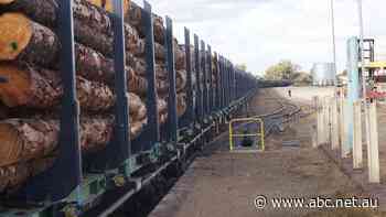 Saw logs moved more than 900km by rail to supply bushfire-impacted Riverina mills
