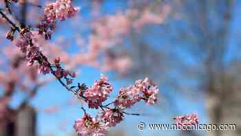 Chicago Cherry Blossom Trees Nearing Full Bloom, Park District Says