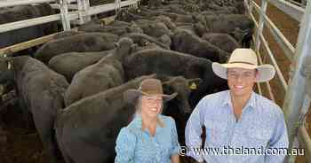 Inverell weaner steers average 425c/kg for 1757 head