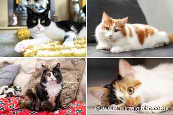 Cat named finalist in National Cat Awards after saving life