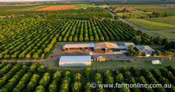 Institutional quality macadamia farms on offer