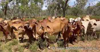Gas explorers get the all clear to drill on NT cattle stations