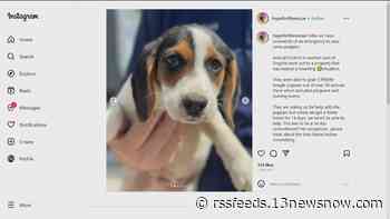 Hope For Life Rescue needs help fostering beagle puppies