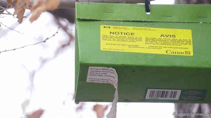 Canadian Food Inspection Agency monitoring for spongy moths in Calgary as spring settles in