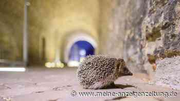 Auf Nahrungssuche im Müll: Igel sterben in Gelben Säcken