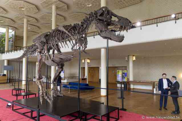 Fernand Huts heeft het ultieme hebbeding van 65 miljoen jaar oud beet, maar veiling van skelet van T-rex zorgt voor ophef: “Hij is mottig”