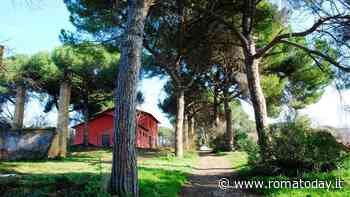 Oltre 4mila nuovi alberi al parco di Aguzzano, le associazioni: "Non siamo state coinvolte"