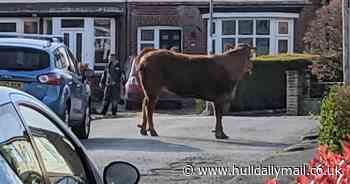 Bull escaped from abattoir and charged at dad on school run before being shot