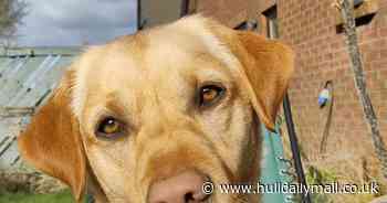 Warning to pet owners after Labrador Paco eats potentially fatal rubbish