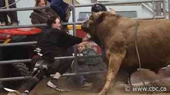 Williams Lake bullfighter has no regrets after being injured while helping thrown rider