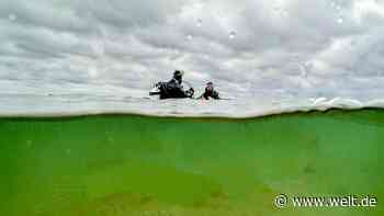 Die Kohlendioxid-Speicher des Meeres