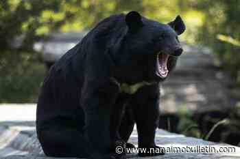 North Vancouver man fined for repeatedly feeding black bear and cub