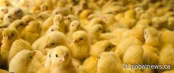30,000 baby chicks go missing from Ontario chicken farm: police