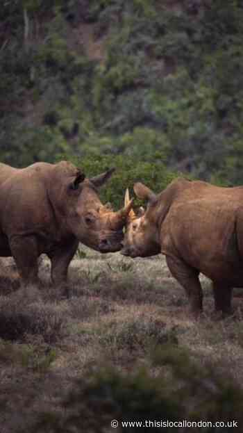 Shamwari, South Africa 2023, Harry Barker, St Johns Leatherhead