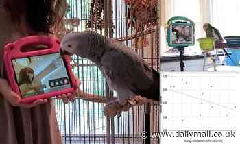 Who's a clever boy? Pet parrots learn to video call their friends to help reduce loneliness 