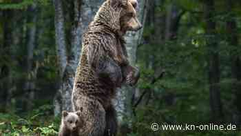 Bären in Europa: Wie viele gibt es, wo leben sie und wie oft werden Menschen angegriffen?