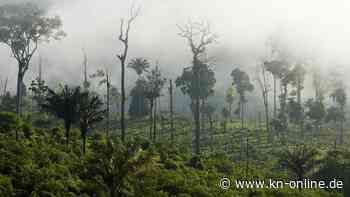 Newsletter "Klima-Check": Wie die EU den Regenwald schützen will