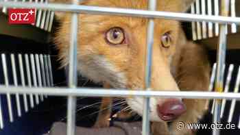 Fuchs legt Arbeiten in der neuen Jenaer Bibliothek kurzzeitig lahm: Wer die Tier-Rettung übernahm