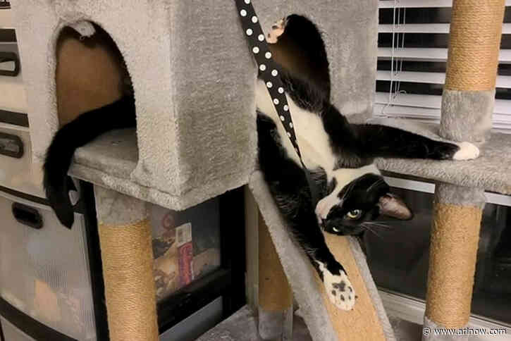 Arlington Pet of the Week: River