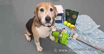 'Loveable' rescue dog returned after two years is eager to find his forever home