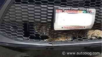 'I have a bobcat in my car': Watch as a game warden gets it out