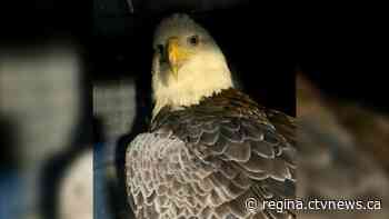 'So powerful': Sask. woman recounts experience aiding in bald eagle rescue