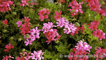 Hortensie bis zur Geranie: 10 Pflanzen, von denen Bienen nicht profitieren