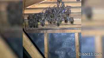 Wildlife experts encourage North Carolina homeowners to check their attics for bats