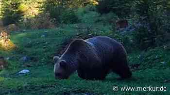 Der neue Bär ist doppelt so schwer wie Bruno – und zerlegt erneut ein Tier